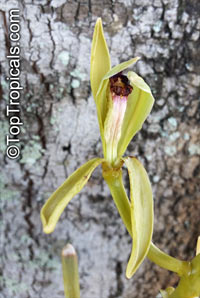 Vanilla dilloniana, Leafless Vanilla Orchid, Dillons Vanilla

Click to see full-size image