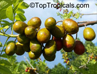 Spondias purpurea, Purple Mombin, Hog Plum, Ciruela, Jocote