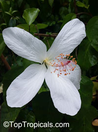 Hibiscus arnottianus, Hawaiian White Hibiscus, Hau hele, O'ahu White Hibiscus

Click to see full-size image