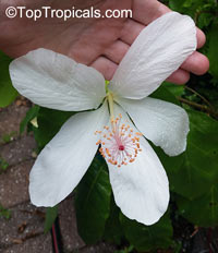 Hibiscus arnottianus, Hawaiian White Hibiscus, Hau hele, O'ahu White Hibiscus

Click to see full-size image