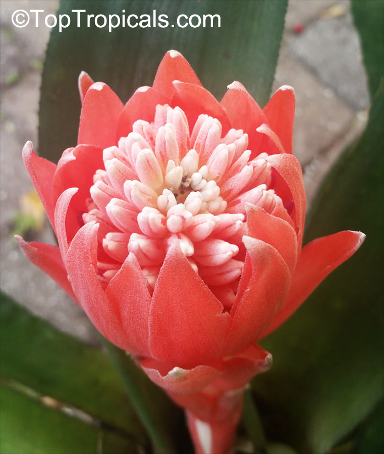 Billbergia sp., Bromeliad Queen of Tears, Friendship Plant