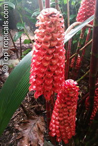Tapeinochilos ananassae, Indonesian Wax Ginger, Giant Spiral Ginger

Click to see full-size image
