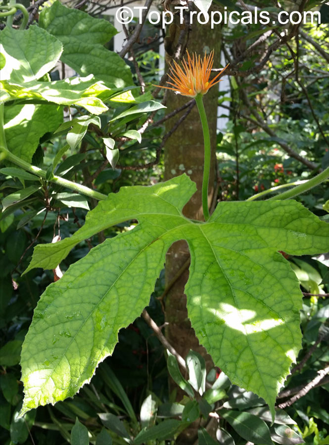 Gurania sp., Jungle Cucumber