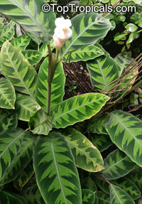 Calathea warscewiczii, Calathea

Click to see full-size image