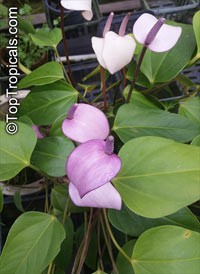 Anthurium andraeanum, Flamingo Flower, Tail Flower

Click to see full-size image