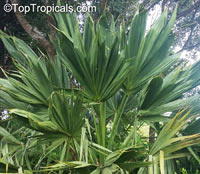 Sabal palmetto, Sabal Palm, Cabbage Palm

Click to see full-size image