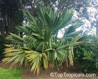 Sabal palmetto, Sabal Palm, Cabbage Palm

Click to see full-size image