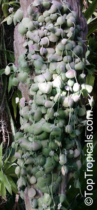 Dischidia sp., Thailand blush

Click to see full-size image