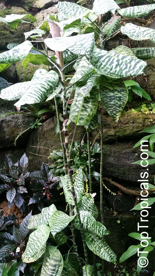 Dracaena goldieana, Queen of Dracaenas, Green Zebra Plant