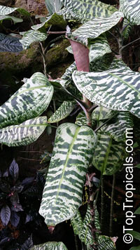 Dracaena goldieana, Queen of Dracaenas, Green Zebra Plant

Click to see full-size image