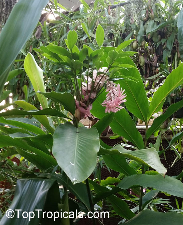 Alpinia sp., Ginger Lily