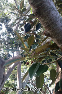Ficus macrophylla, Ficus macrocarpa, Ficus magnolioides, Moreton Bay Fig

Click to see full-size image