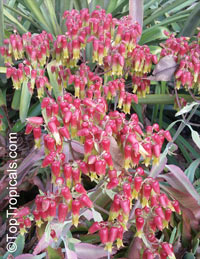 Kalanchoe mortagei, Kalanchoe

Click to see full-size image