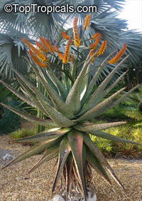 Aloe marlothii, Mountain Aloe, Flat-flowered Aloe 

Click to see full-size image