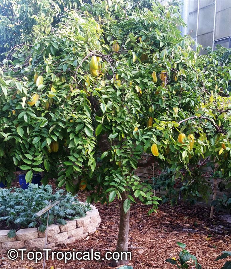 Dwerg Hawaiian Star Fruit Tree