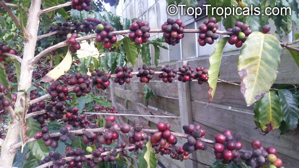 Coffee fruit