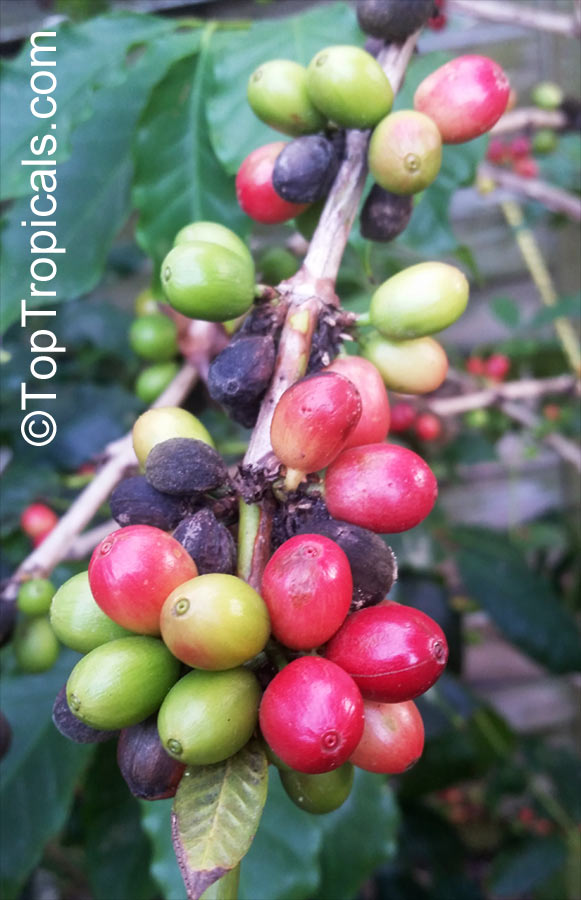 Coffea arabica, Coffee
