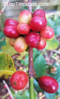 Coffea arabica, Coffee

Click to see full-size image