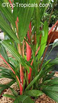 Cyrtostachys renda, Cyrtostachys lakka, Lipstick Palm, Sealing Wax Palm

Click to see full-size image