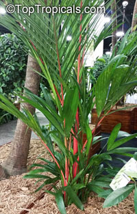 Cyrtostachys renda, Cyrtostachys lakka, Lipstick Palm, Sealing Wax Palm

Click to see full-size image