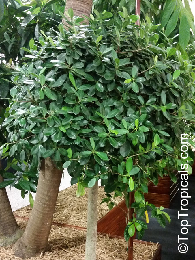 Ficus microcarpa, Ficus nitida, Ficus retusa, Chinese banyan, Indian Laurel. Ficus microcarpa 'Green Island'