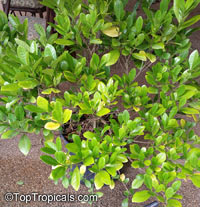 Gardenia taitensis Nana, Dwarf Tahitian Gardenia

Click to see full-size image