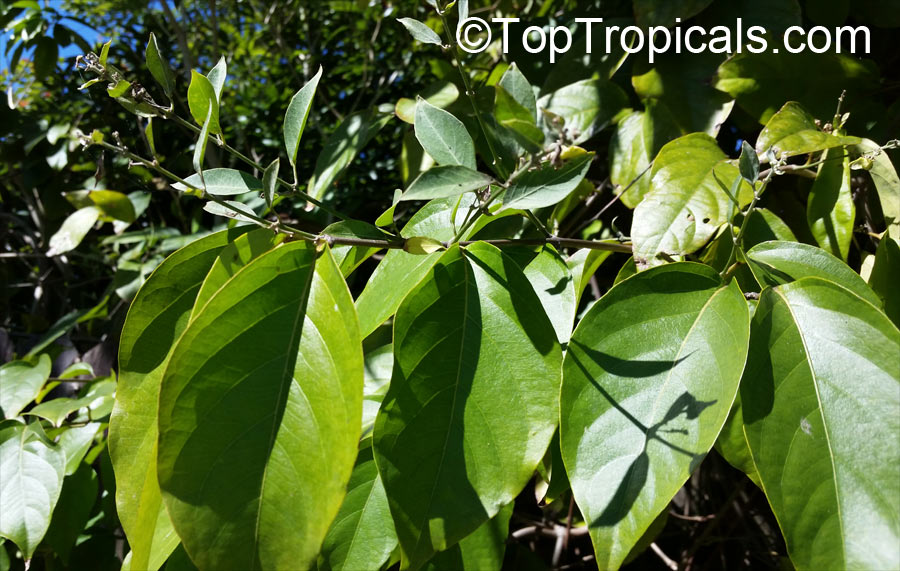 Banisteriopsis caapi, Banisteria caapi, Alicia anisopetala , Ayahuasca, Caapi, Yaje, Black Yage