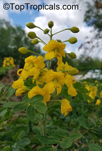 Caesalpinia mexicana - fragrant Yellow