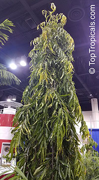 Polyalthia longifolia, Telegraph Pole Tree, Ashoka, Mast Tree

Click to see full-size image