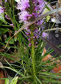 Liatris sp., Blazing-star, Gay-feather, Button Snakeroot

Click to see full-size image