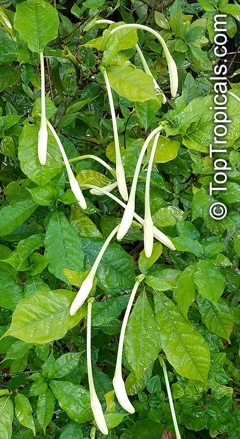 Gardenia nitida, Gardenia posoqueria, Gardenia