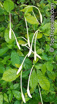Gardenia nitida, Gardenia posoqueria, Gardenia

Click to see full-size image