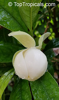 Magnolia coco, Liriodendron coco, Magnolia pumila, Dwarf Magnolia, Cempaka Telur, Cempaka Gondok, Coconut Magnolia

Click to see full-size image
