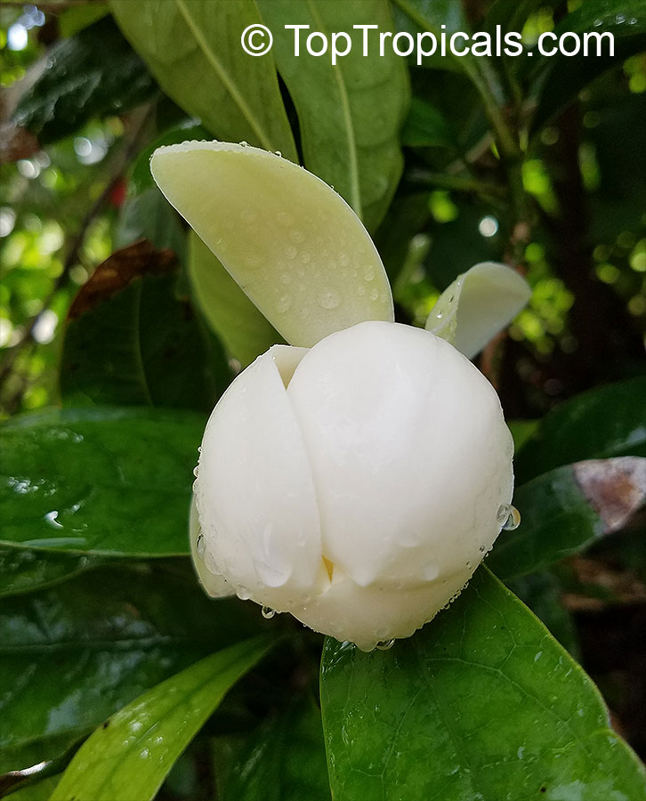 Magnolia coco, Liriodendron coco, Magnolia pumila, Dwarf Magnolia, Cempaka Telur, Cempaka Gondok, Coconut Magnolia