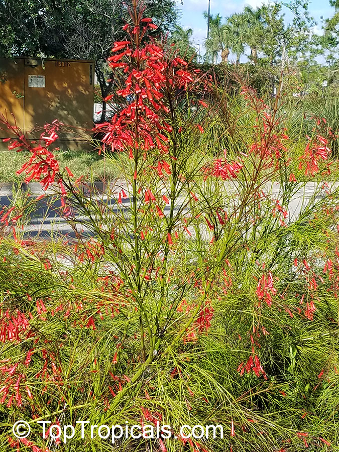 Russelia equisetiformis, Firecracker Fern, Coral Plant