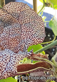 Aristolochia labiata, Aristolochia brasiliensis, Mottled Dutchman&apos;s Pipe, Roster Flower