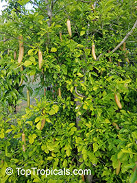 Parmentiera edulis, Parmentiera aculeata, Guajilote, Cuachilote, Guahalote, Candle Tree, Cucumber Tree

Click to see full-size image