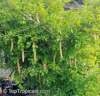 Parmentiera edulis, Parmentiera aculeata, Guajilote, Cuachilote, Guahalote, Candle Tree, Cucumber Tree

Click to see full-size image
