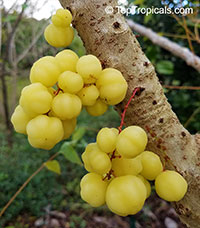 Phyllanthus acidus - Amlak, Otaheite Gooseberry

Click to see full-size image