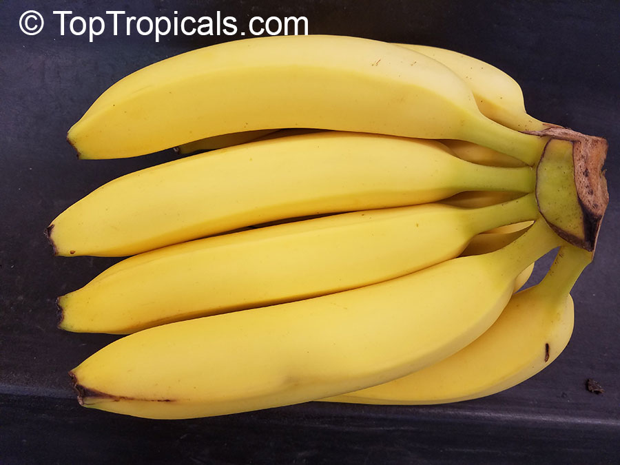 Banana Gros Michel (Big Mike), Musa