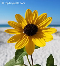Helianthus debilis , Beach Sunflower, Dune Sunflower

Click to see full-size image
