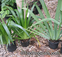 Neomarica caerulea, Walking Iris, Twelve apostles, Apostle Plant

Click to see full-size image