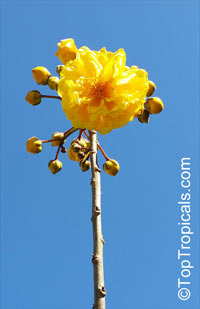 Cochlospermum vitifolium, Buttercup tree, Mountain Cotton, Cotton-tree

Click to see full-size image