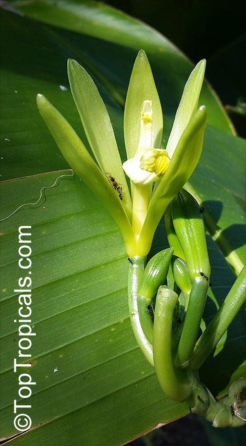 Vanilla planifolia, Vanilla fragrans, Madagascar Bourbon Vanilla Bean, French Vanilla, Vanilla Orchid