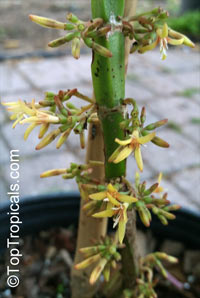 Hoffmannia ghiesbreghtii, Campylobotrys ghiesbreghtii, Taffeta Plant, Strawberry Splash

Click to see full-size image