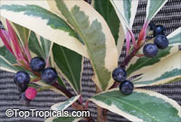 Ardisia elliptica variegata, Variegated Ardisia

Click to see full-size image