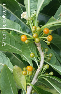 Acnistus arborescens, Hollowheart, Wild Tabbaco

Click to see full-size image