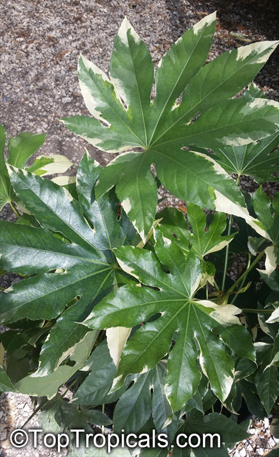 Fatsia japonica, Paperplant, Japanese Aralia
