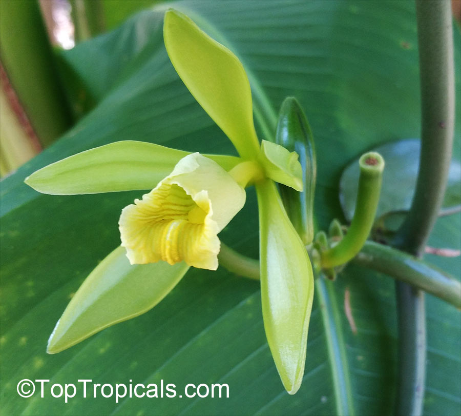 Vanilla planifolia, Bourbon Vanilla Bean Orchid flower