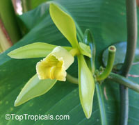 Vanilla Tahitensis (planifolia x odorata) - Super Vanilla

Click to see full-size image